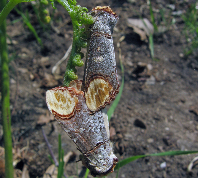 Accoppiamento di Phalera bucephala